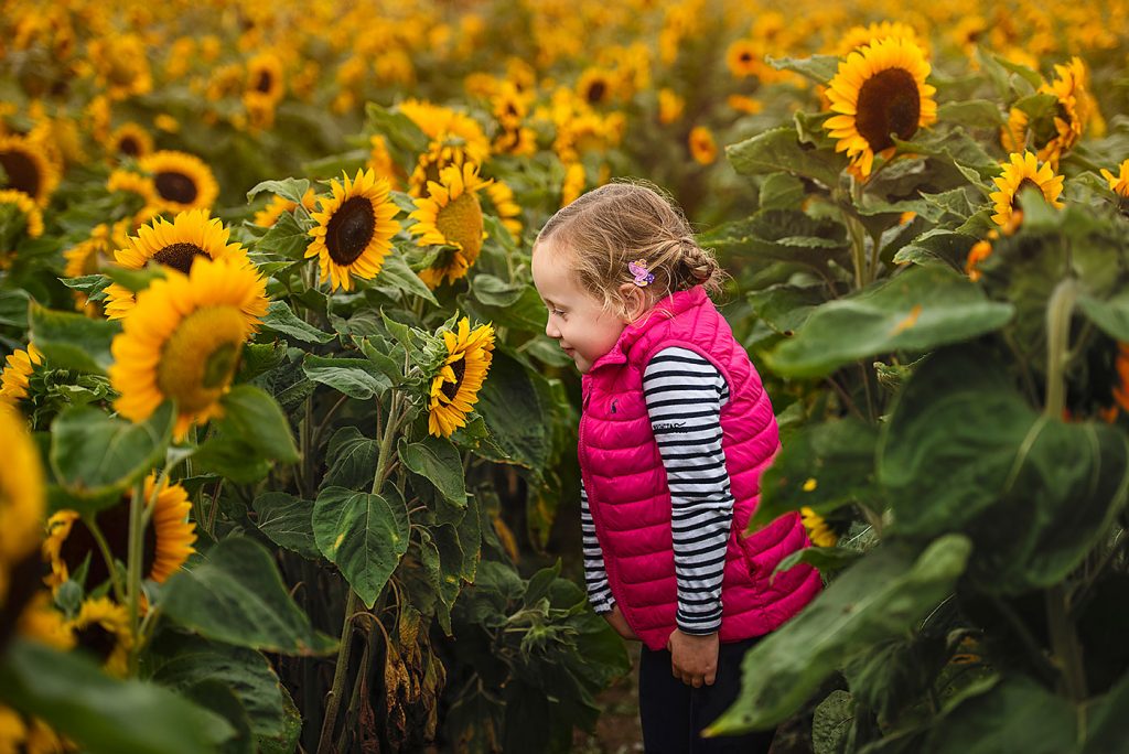 Sunflower field family photography in Wimborne